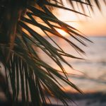 免费无码AV片在线观看 2613i