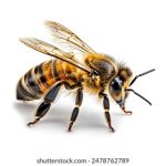 日本一本道码高清区 7ir334