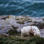 暖暖视频日本免费观看在线 fcpw0066