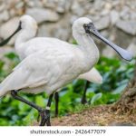 如何顺利完成g头条app下载并畅享精彩内容 6ns6iurc