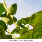 哔咔漫画网页版ios:畅享海量漫画资源的最佳选择与使用指南 gy11pfq